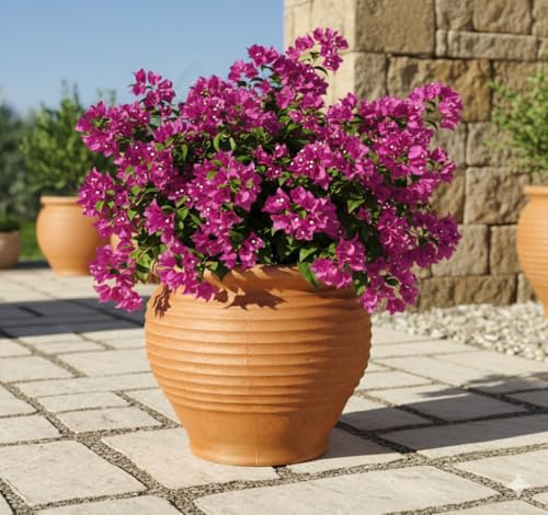 Terracotta Pflanzkübel 31cmØ Blumentopf Rustikal Mediterran Garten Terrasse Topf
