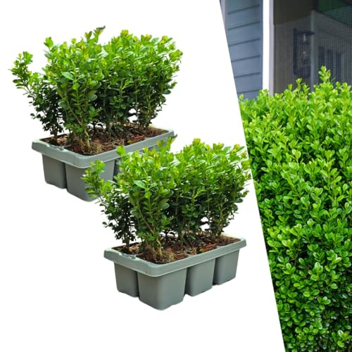 Buchsbaum Buxus NewGen Freedom, 12 Pflanzen, Ø7cm, ca. 15cm hoch