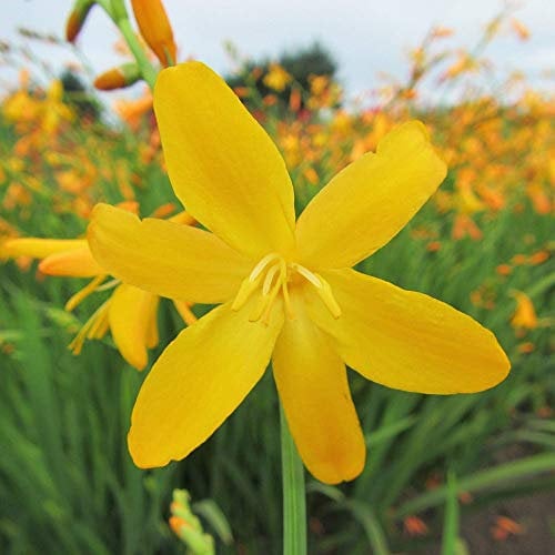Crocosmia x crocosmiiflora 'George Davison' Montbretia Perennial Plant in Pot (9cm Pot, 20-30cm)