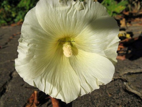 Alcea ficifolia - Stockrose - Staudenkulturen Wauschkuhn - Staude im 9x9cm Topf