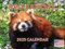 Red Panda Kalender 2024