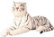 Weisser Tiger XXL Plüschtier 110 cm Kuscheltier 1,70m Gesamtlänge Raubkatze Weiss Stofftier