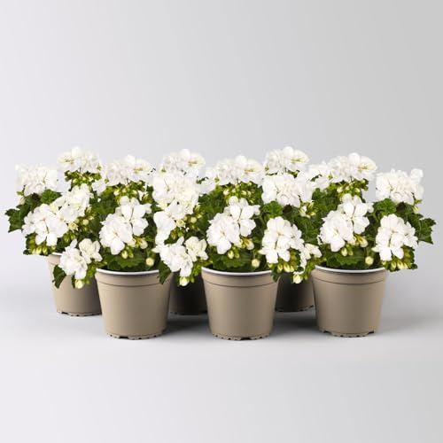 Geranie weiß, stehend, Topf-Ø 13 cm, 6 Pflanzen