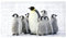 Badewannenmatte rutschfest,Duschmatte,Badematte für Wanne,Antarktische Pinguine,PVC Badewannenmatten Dekor-Badematten