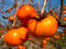 Japanische Persimmon, Diospyros Kaki, Baum 5 Samen (Essbare Auffälliges Früchte, Fall-Farbe)