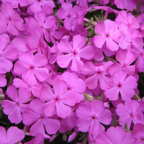 6 x Phlox nain 'Mac Daniel's Cushion' - Phlox Douglasii - Godet 9x9cm - Violet, plein soleil, sol bien drainé