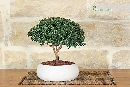 Bonsai di Mirto in ciotola bassa