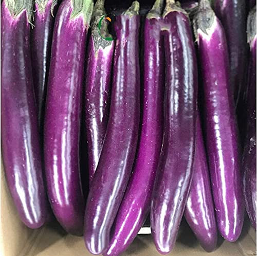150 Pezzi Melanzana Semi Verdure di cimelio di erbe annuali a strisce lunghe e sottili facili da coltivare Crea il tuo orto domestico pastorale Semplice