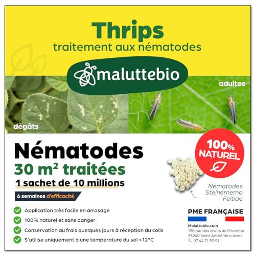 Nématodes contre les Thrips – Produit naturel et 100% efficace pour éliminer les thrips des plantes intérieures et extérieures – Longue durée et Sans danger (Pour traiter jusqu'à 30 m²)