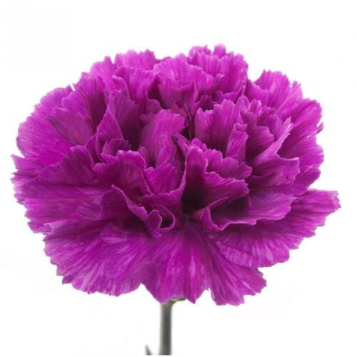 50 SEMI DI GAROFANO DOPPIO VIOLETTO