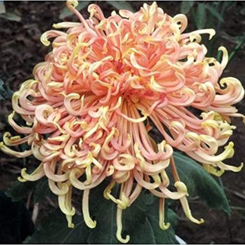 200 Stück Chrysantheme Samen Staudenkraut Leicht Zu Pflegen Schöne Landschaft Dekoration Outdoor Garten Balkon Pflanzen