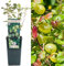 Gooseberry Ribes Hinnonmaki Green | Delicious Fruit Plant Shrub | 30-50cm Potted