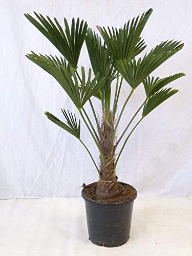 [Palmenlager] XL Trachycarpus wagnerianus - 150 cm - Stamm 40-50 cm - großer 38 cm Ø Topf - Wagner Palme - Winterharte Palme -19°C