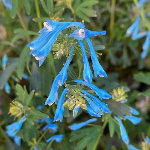 40 pcs lerchensporn samen - wildblumen, winterharte stauden (Corydalis solida) geschenk ostern, blumenstauden winterhart frühblüher pflanzen, outdoor pflanzen gartenblumen, winterharte