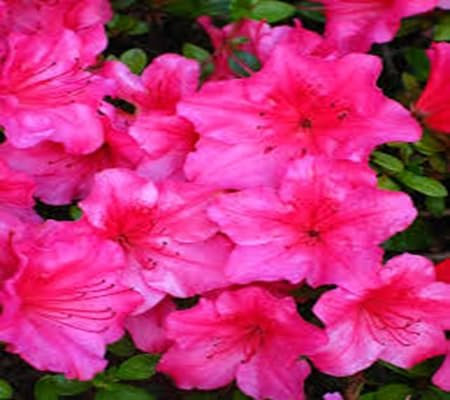 100 semi di fiori di azalea