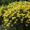 Mädchenauge (Coreopsis verticillata) - 1 Pflanze
