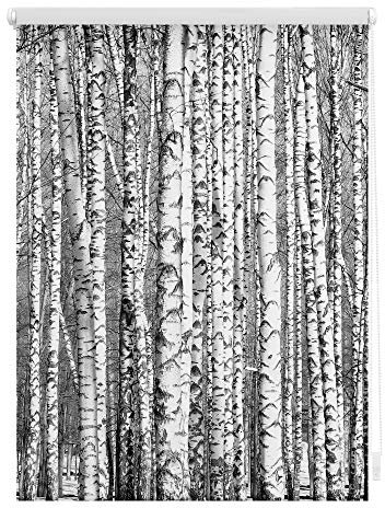 Lichtblick Klemmfix Tageslicht-Rollo mit Motiv, ohne Bohren, Blickdicht, Seitenzugrollo, Made in Germany, Birken - Schwarz-Weiß 100 x 150 cm (B x L)