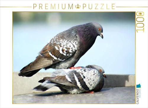 CALVENDO Puzzle Tauben | 1000 Teile Lege-Größe 64 x 48 cm Foto-Puzzle für glückliche Stunden