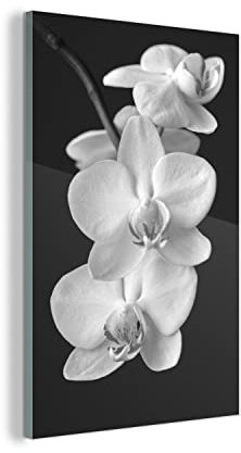 MuchoWow Glasbild Glasfoto Wandbild Bilder Deko 60x90 cm Orchidee mit dunklem Hintergrund - schwarz und weiß