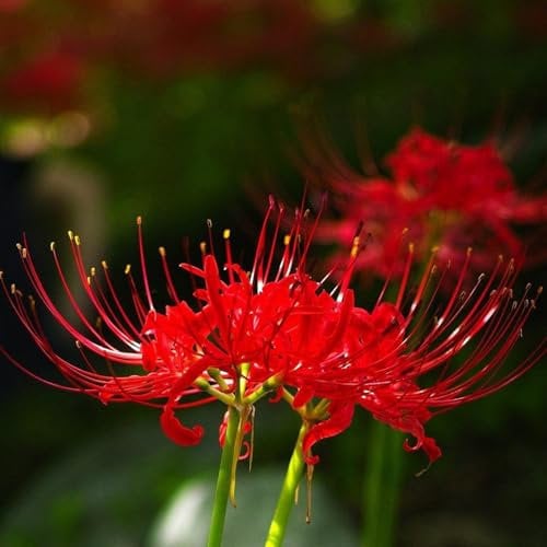 Iridescent,Perennial,Hardy,Gorgeous Spider Lily Bulbs Mix UK,Good for Containers,Flowering Rhizome,Excellent Display,Balcony Garden Bulbs.-4bulbs-A