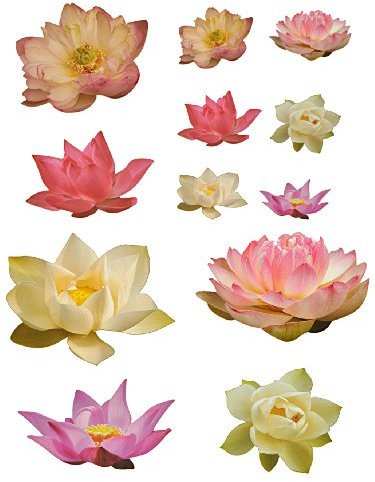 alles-meine.de GmbH 12 TLG. XL Set: Wandtattoo/Sticker - Seerosen Blumen Blüten Seerose - Postersticker - Wandsticker Aufkleber