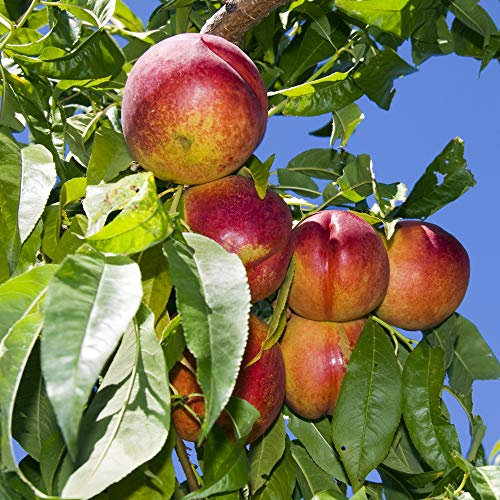 Thompson & Morgan Hardy Nectarine Fruit Tree ‘Lord Napier’ Variety, Self-Fertile Bare Root Plant, Highly Attractive to Pollinators, High Yield Ideal for Kitchen Gardens, Allotments, Patio & Containers