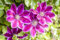 Clematis Hybride 'Dr. Ruppel' 60-100 cm - Waldrebe, zweifarbige rosa-weiße Blüten, Blütezeit Mai-September, ideal für Rankgerüste, pflegeleicht