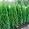 Tuia smeraldo Thuja occidentalis Smaragd 24 piante da siepe in vaso ø9 cm Vivaio di Castelletto