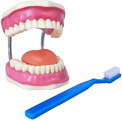 EVOTECH SCIENTIFIC Modell Für Die Zahnpflege, Mit Riesenzahnbürste, 32 Zähne, Demonstrationsmodell Für Kinderzahnpflege