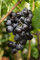Vitis vinifera blau, kernlos 80-100 cm - Weinrebe, blaue kernlose Trauben, Erntezeit September-Oktober, ideal für Pergolen, pflegeleicht und winterhart