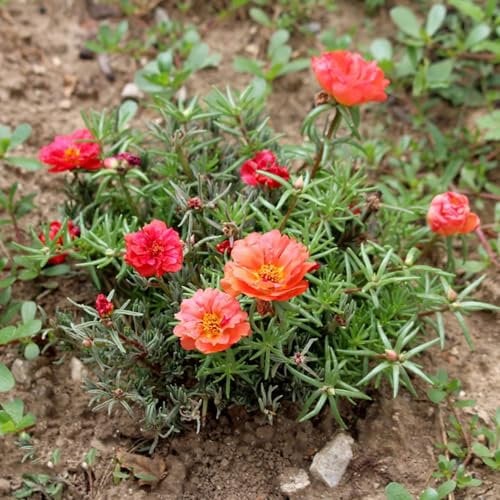 500 pcs Moss Rose Seeds Garten Samen Moosrose Samen Blumenwiese Samen Mehrjährig Blumen Samen Frühlingsblumen Wiesensaatgut Moss Rose Seeds Double Mixed Colour Garten Blumen Flower