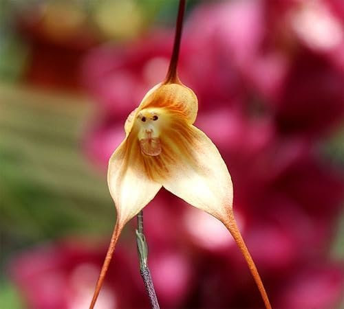 100 Stück frische Orchideen-Blumensamen mit Affengesicht