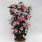 100 Stück Mandevilla Sanderi Samen, Dipladenia Pflanze, Mandevilla Laxa Blumensamen, Winterharte Kübelpflanzen, Klettern Mandevilla Saatgut, Bonsai Blumen Samen für Garten und Balkon (Rosa)