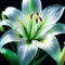 Lilium bulbi giganti,bulbi di fiori per diversi anni,piante decorative,resistenti,grazia,gigli nella pentola,decorative,gigli duri,decorazioni eccellenti.-4bulbi-F