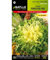 Batlle vegetables seeds - Endive Summer Selection (1800 Seeds)