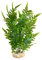 Sydeco Aquariumpflanze Aqua Wild Plant, grün, Höhe 27 cm