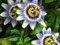 5pcs Passionsblume (Passiflora incarnata), Pflanzen Exotische Passionsfrucht Samen Passiflora edulis für Hausgarten 5