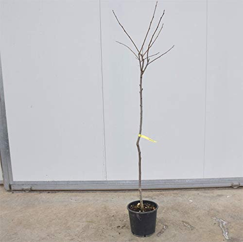 Albero di Kaki Vaniglia 3 anni