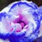 TOYHEART 30Pcs Premium Blumensamen, Rosensamen Duftende Seltene Pflanzen Blau-rosa Blüte Desktop-Pflanzensamen Für Den Gartens Blau