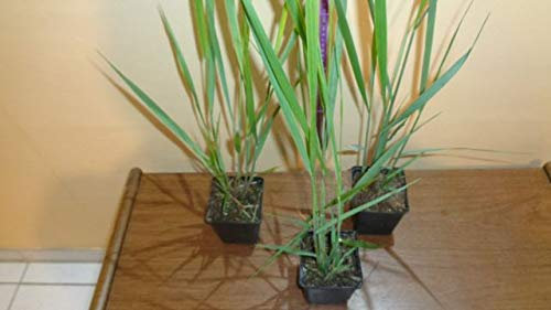 12 Ruten-Hirse Panicum virgatum Northwind winterfest T9x9 Gräser