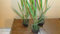 12 Ruten-Hirse Panicum virgatum Northwind winterfest T9x9 Gräser