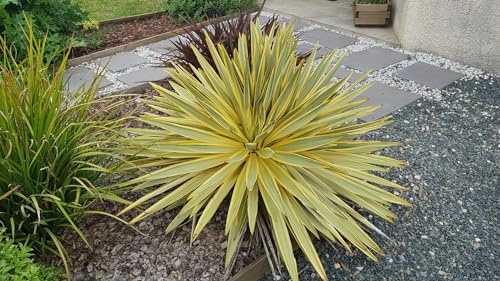 Yucca gloriosa 'Citrus Twist'® / Dague espagnol panaché/Godet