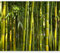Fototapete murando 350x256 cm Vlies Tapeten Wandtapete XXL Moderne Wanddeko Design Wand Dekoration Wohnzimmer Schlafzimmer Büro Flur Bambus Baum Bäume Bambusweld Natur Wald grün Asien b-B-0072-a-b