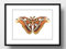Kunstdruck Din A4 ungerahmt Schmetterling Atlasspinner Falter Motte Vintage Retro braun beige Natur Poster Bild