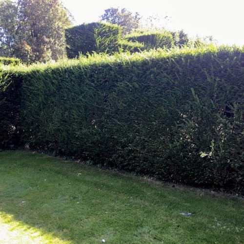 Taxus baccata English Yew Tree - Evergreen, Hardy, RHS Award-Winning Hedge Plant, Ideal for Formal Hedges and Backdrops, Tolerant to Dry Soils - 1x 1 Litre Potted Plant by Thompson & Morgan