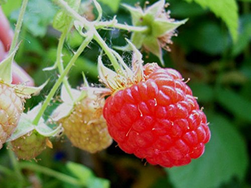 LAMPONE ROSSO HERITAGE (1 PIANTA)