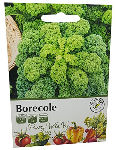 Borecole Curly Kale Seeds in Pictorial Packet from a UK Seller Popular Supply of Winter Greens with Good Tolerance of Low Temperatures
