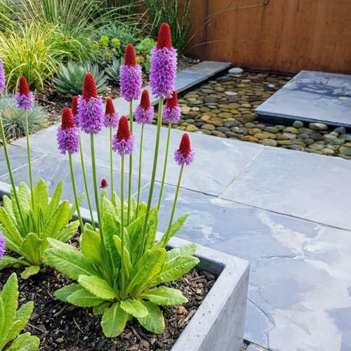 Bloomique - 3er - Set - Primula vialii - Orchideenprimel - Reichblühend - Winterhart - Mehrjährig - Höhe 10-20 cm - Topf 9 cm