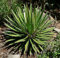 Agave filifera - Gewinde Agave - 20 Samen
