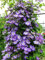 vegherb Real Climbing Clematis Birnen, Clematis Baum Zwiebeln, Stauden Blumentopf Blumenzwiebeln (Nicht Clematis Seeds) Für Hausgarten 1 PC 10